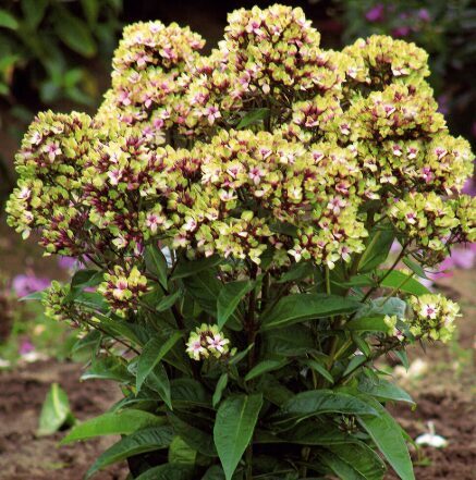 Floksis 'Mystique Green'  (pieejams no jūnija)